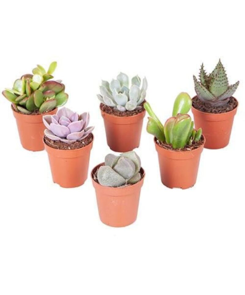 Indoor Succulents - Set of Six - Image 2