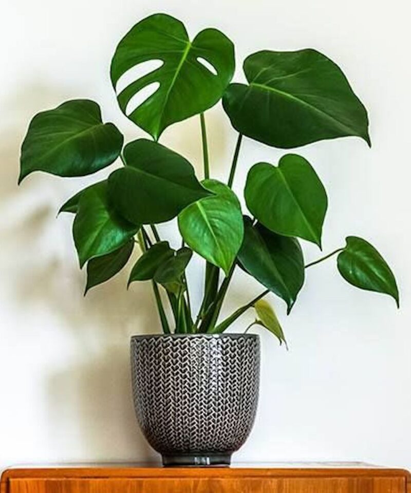 Monstera Deliciosa - 80cm