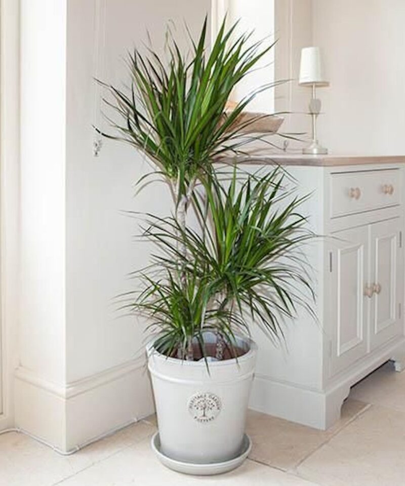 Dracaena Marginata - Three Stem Plant