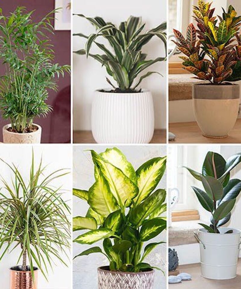 Mixed Houseplant Set - Set of Six