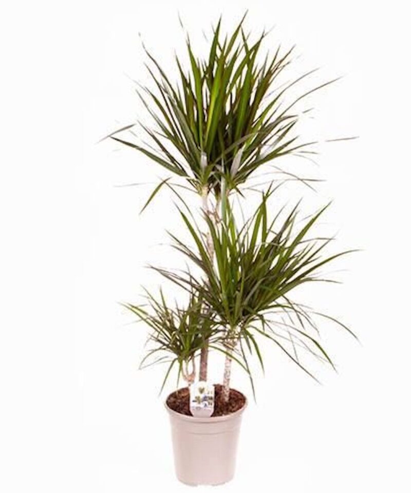 Dracaena Marginata - Three Stem Plant - Image 2