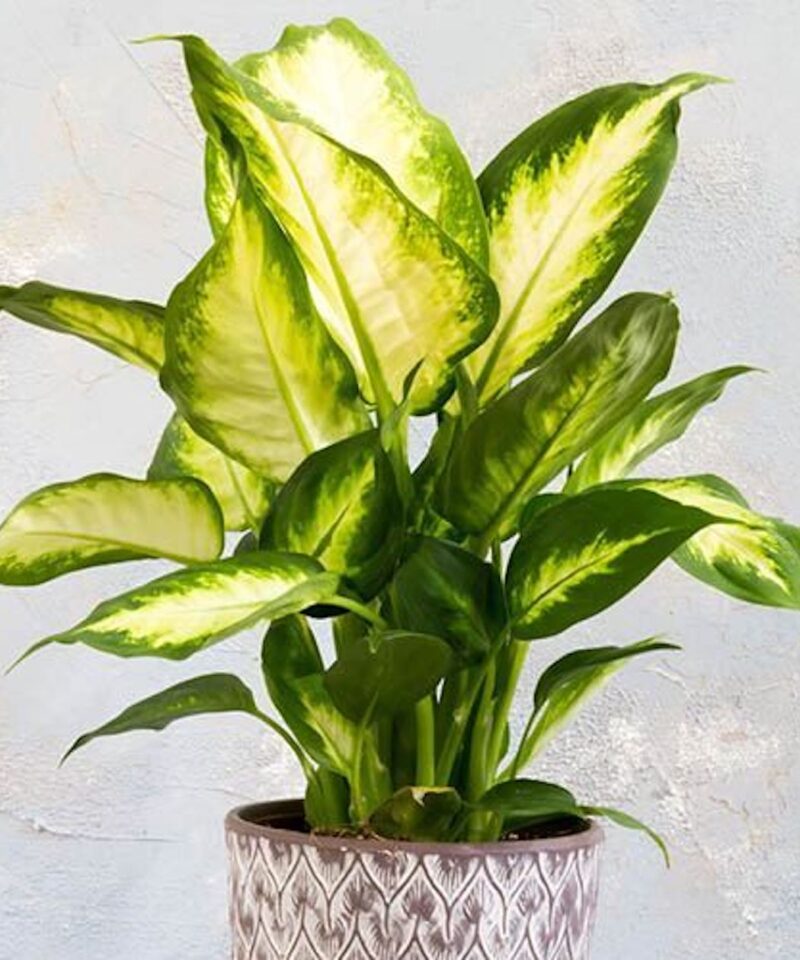 Mixed Houseplant Set - Set of Six - Image 2