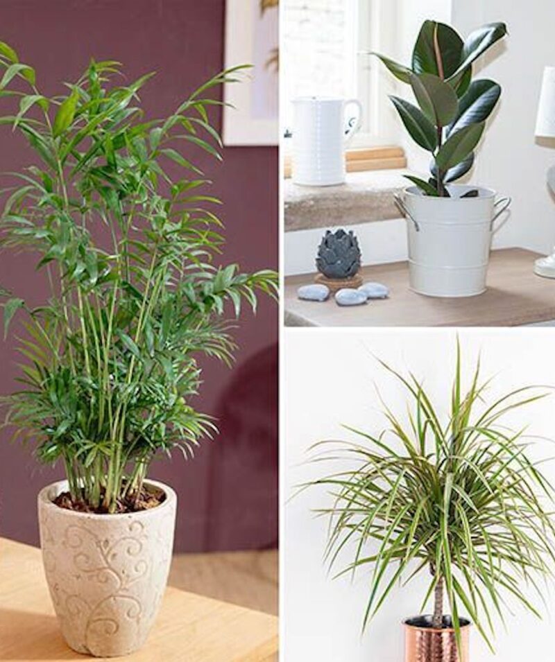 Houseplant Mix of Three