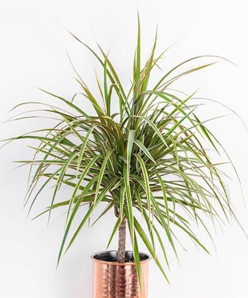 Houseplant Mix of Three - Image 4