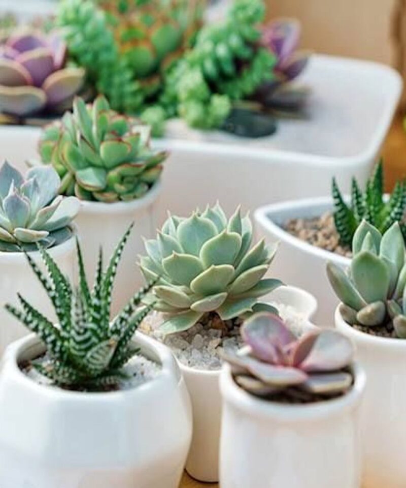 Indoor Succulents - Set of Six