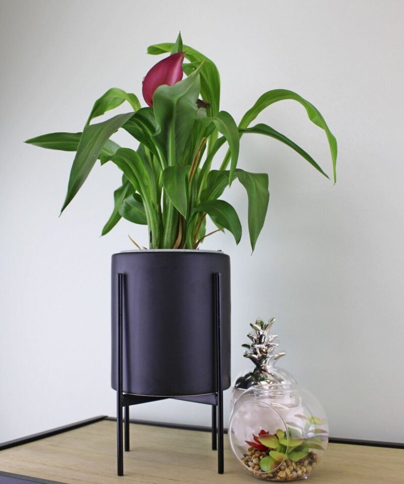 Black Ceramic Planter With Metal Stand